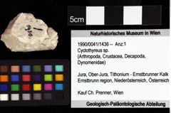 Foto (Objket + Etiketten) von Gabriella anfracta (Schweitzer & Feldmann, 2009) 